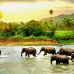 Mejor época del año para viajar a Sri Lanka: Tiempo y Clima