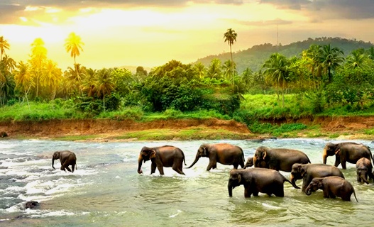 Mejor época del año para viajar a Sri Lanka: Tiempo y Clima 2