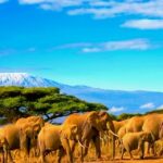 Mejor época del año para viajar a Tanzania: Tiempo y Clima