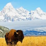 Historia de Wyoming: Idioma, Cultura, Tradiciones