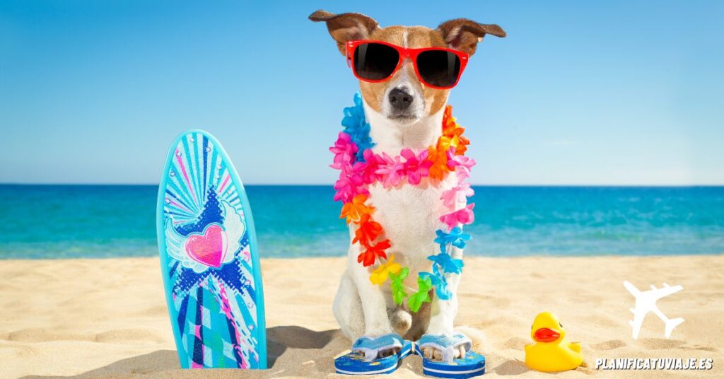 Consejos para disfrutar de la playa con tu perro