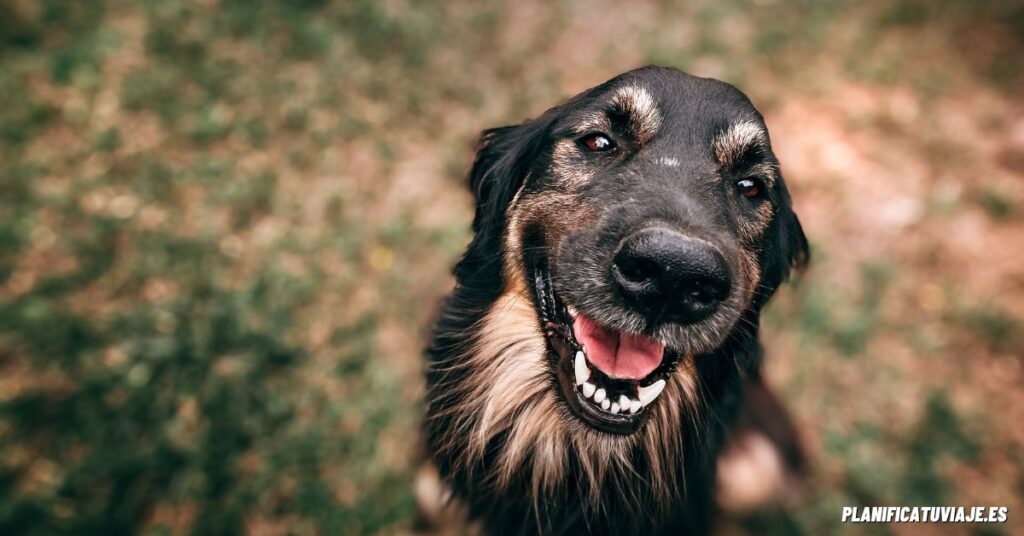 Nueva política pet-friendly de Renfe permite viajar en AVE con perros de 40 kg 5