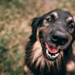 Nueva política pet-friendly de Renfe permite viajar en AVE con perros de 40 kg