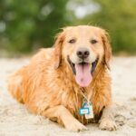 ¡Playas refrescantes para peludos! Descubre la última lista de paraísos caninos en España