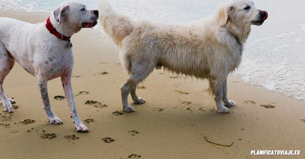 10 Mejores playas amigables para perros en California 2