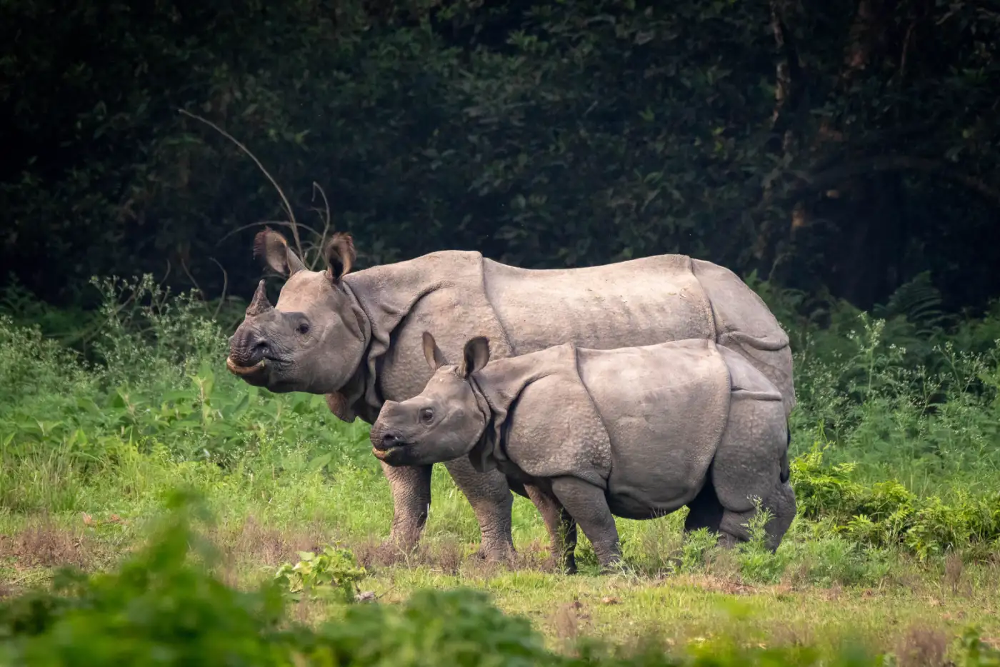 Parque Nacional de Orango