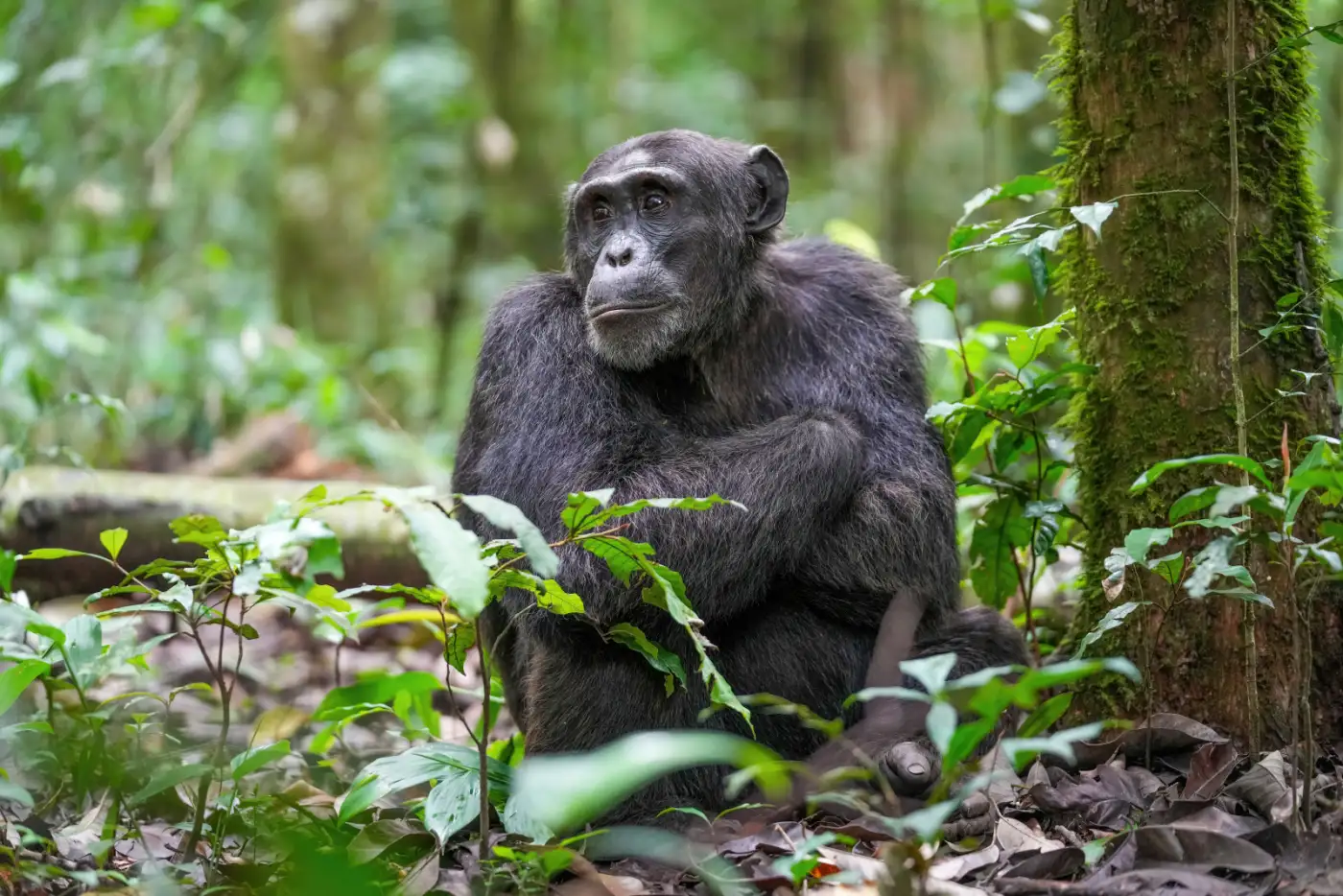 Parque Nacional Kibale